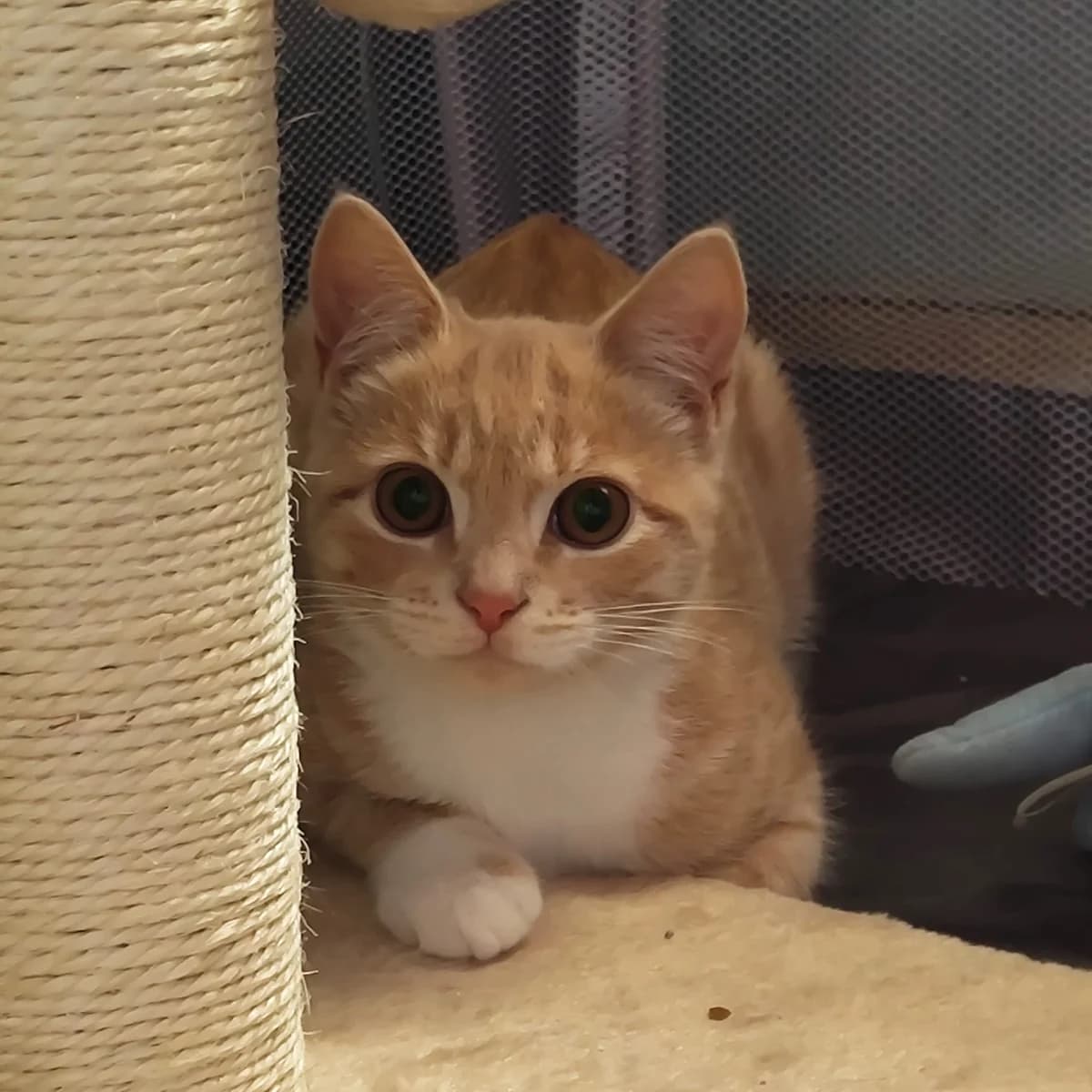 Muffin, female puppy Mixed Breed for adoption at The Cats Whiskers Rescue (East Herts)