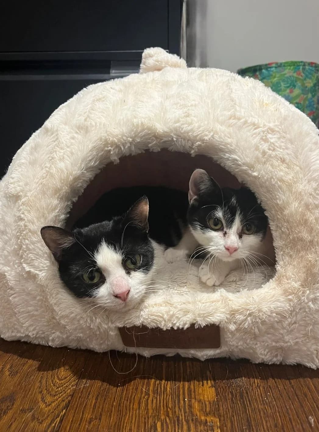 Nala and Chrissie, female puppy Mixed Breed for adoption at The Cats Whiskers Rescue (East Herts)
