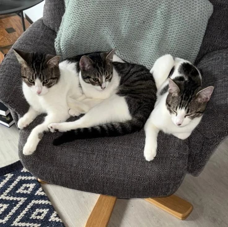 Jesse, William and Tabitha, young Mixed Breed for adoption at The Cats Whiskers Rescue (East Herts)