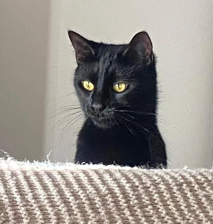 Misha, female Mixed Breed for adoption at The Cats Whiskers Rescue (East Herts)