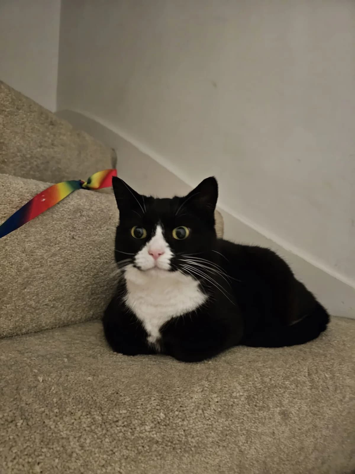 Pavlova, female 5yo Mixed Breed for adoption at The Cats Whiskers Rescue (East Herts)