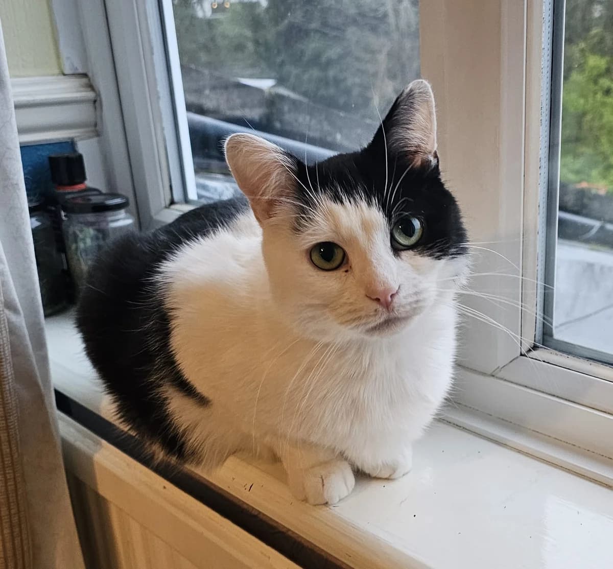Raphael, male 5yo Mixed Breed for adoption at The Cats Whiskers Rescue (East Herts)
