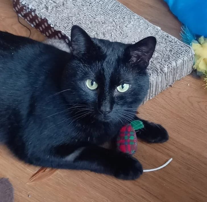 Tiffy, male young Mixed Breed for adoption at The Cats Whiskers Rescue (East Herts)