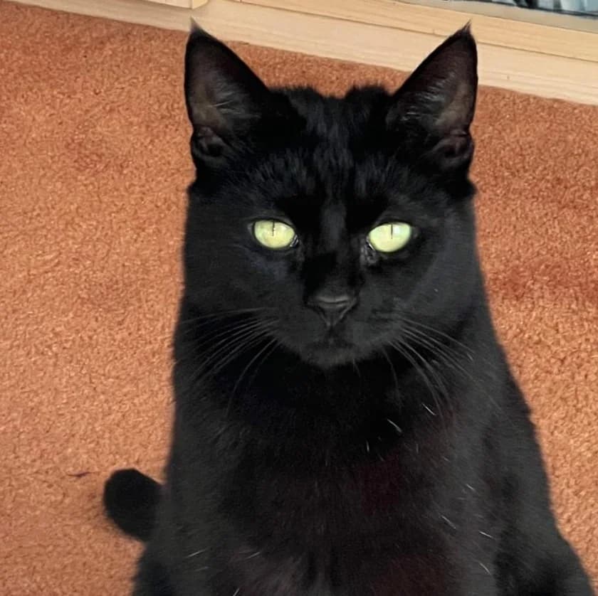 Cleopatra, female 3yo Mixed Breed for adoption at The Cats Whiskers Rescue (East Herts)