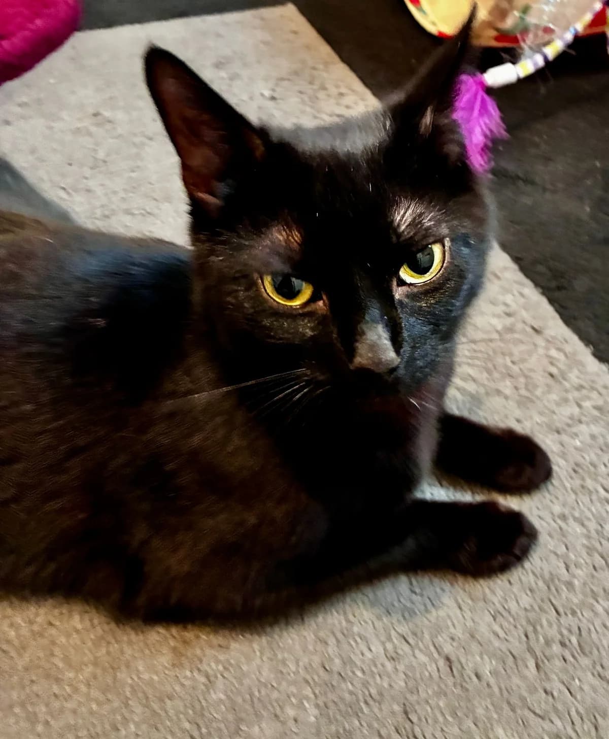 Sheba, female young Mixed Breed for adoption at The Cats Whiskers Rescue (East Herts)