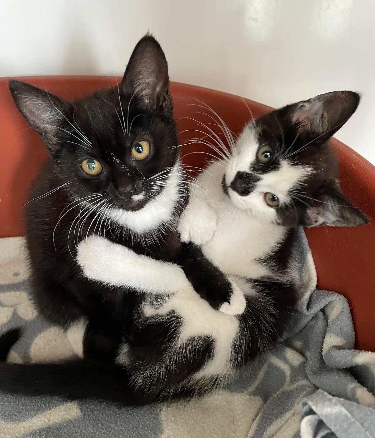 Ebony and Eliza, female puppy Mixed Breed for adoption at The Cats Whiskers Rescue (East Herts)