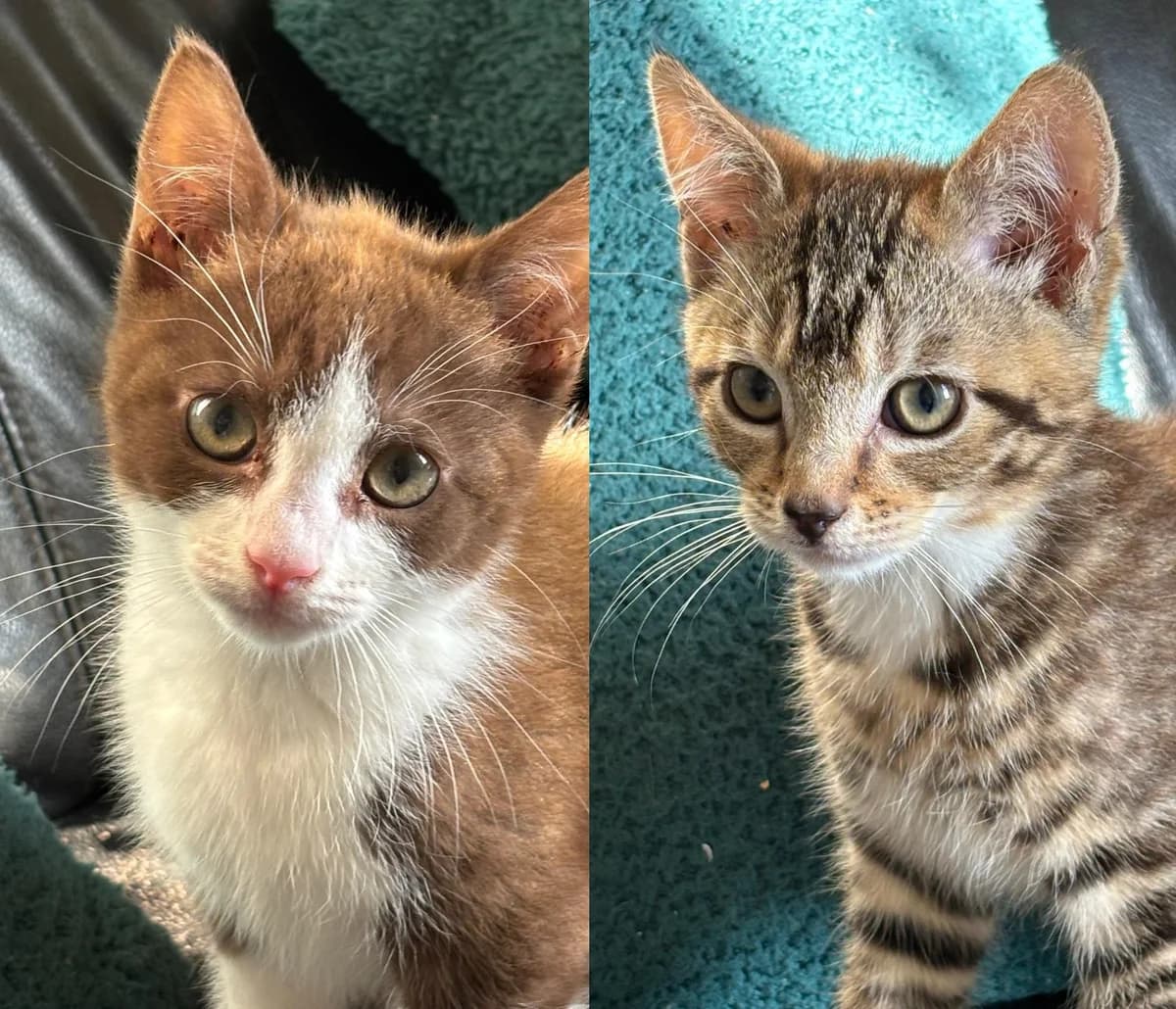 Bill and Ben, male puppy Mixed Breed for adoption at The Cats Whiskers Rescue (East Herts)
