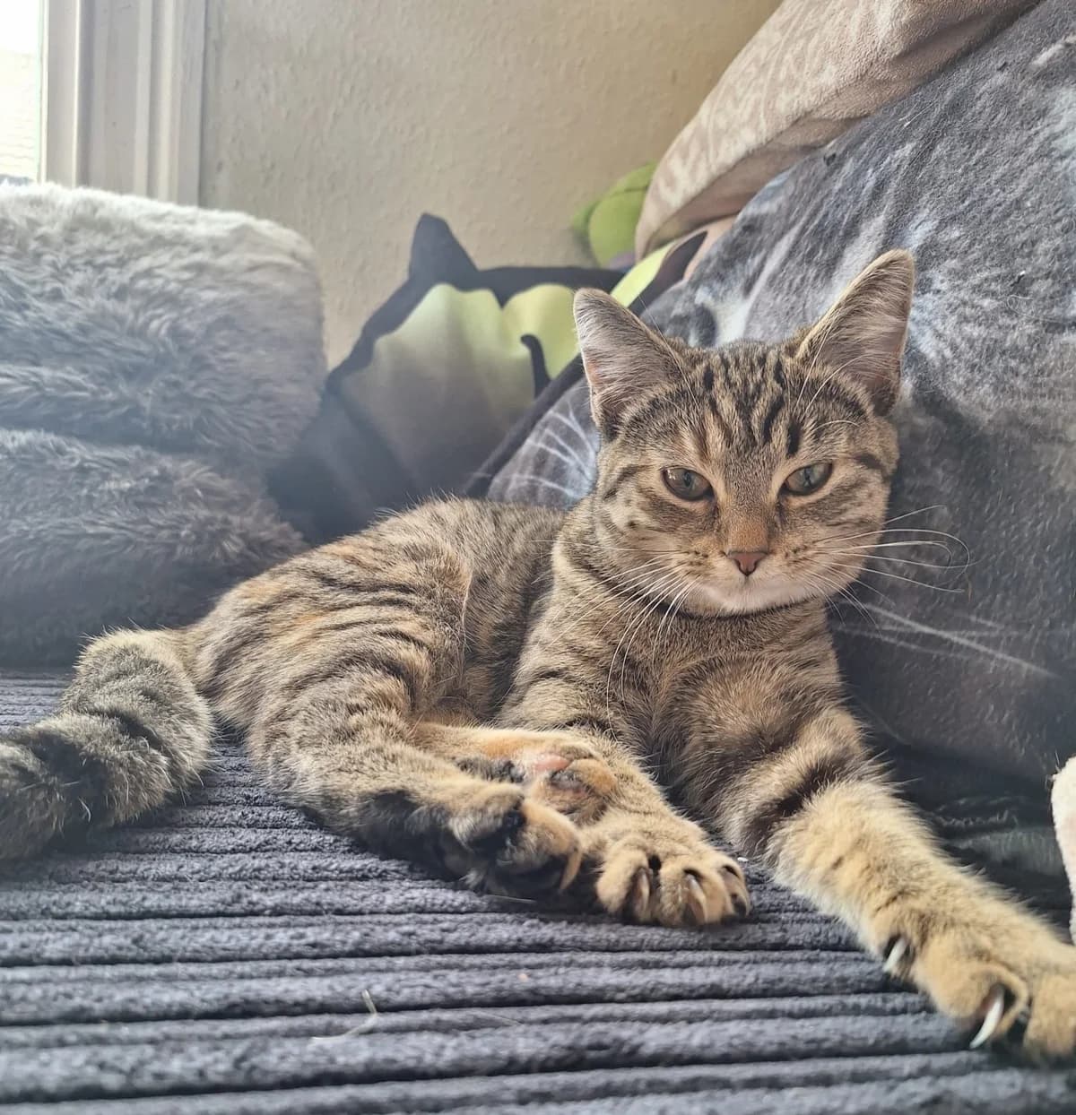 Mabel, female puppy Mixed Breed for adoption at The Cats Whiskers Rescue (East Herts)