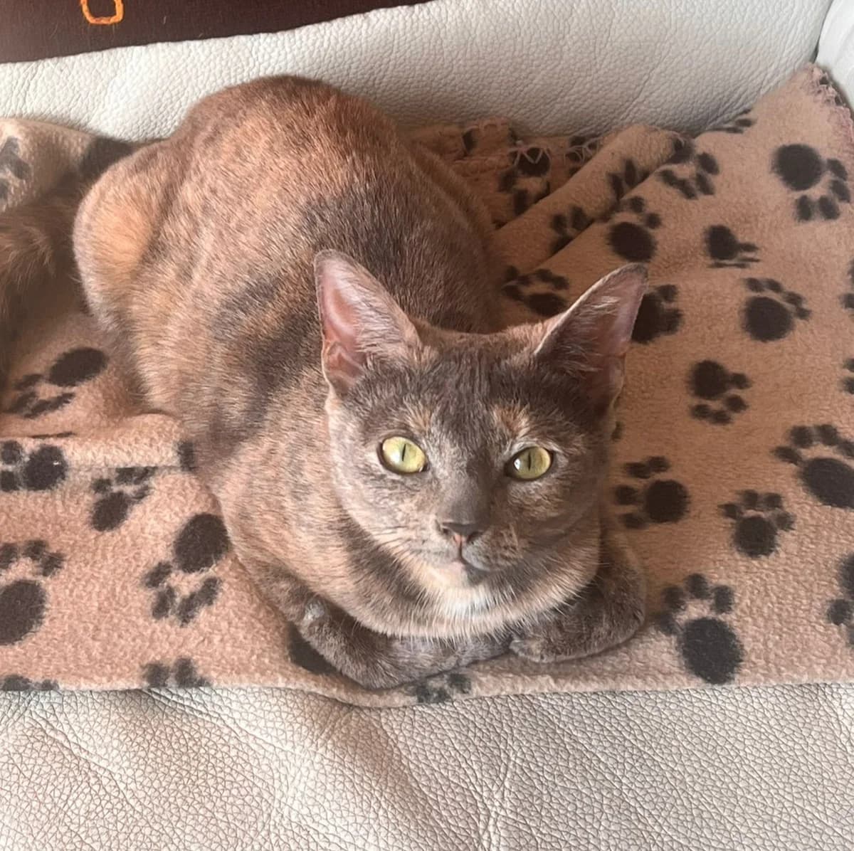 Layla, female young Mixed Breed for adoption at The Cats Whiskers Rescue (East Herts)