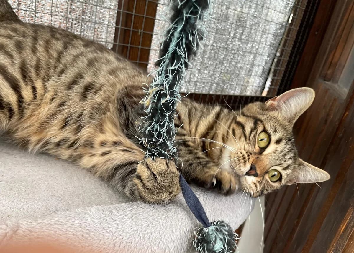 Leona, female young Mixed Breed for adoption at The Cats Whiskers Rescue (East Herts)