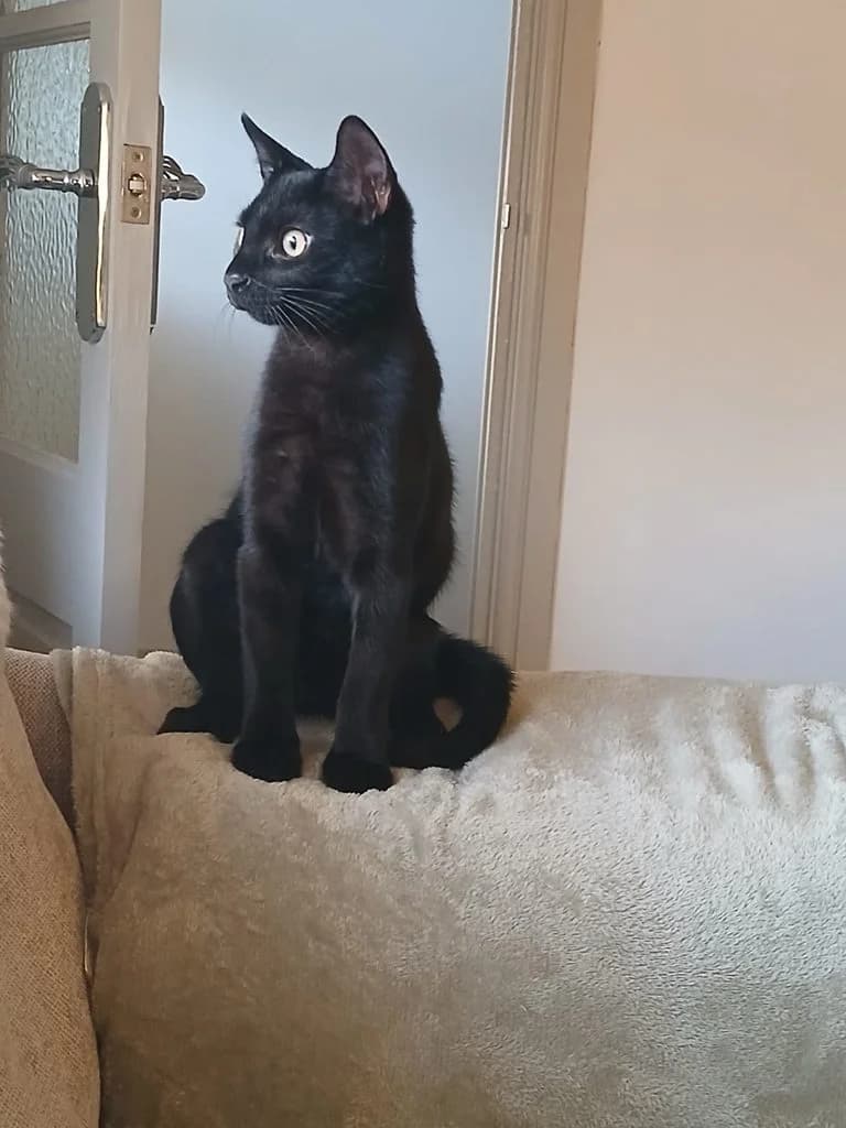 Wally, male Mixed Breed for adoption at The Cats Whiskers Rescue (East Herts)