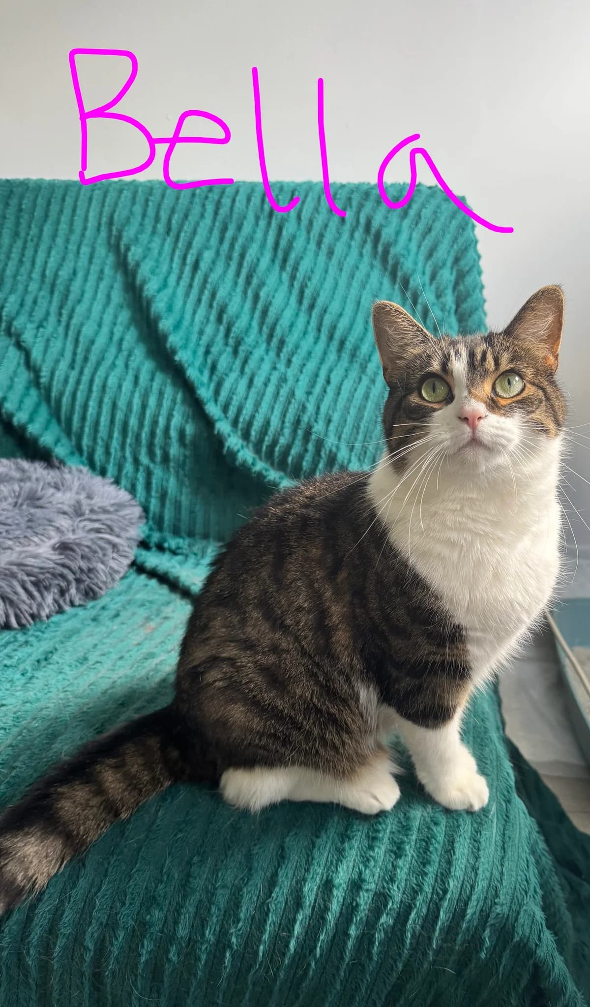 Bella, female Mixed Breed for adoption at The Cats Whiskers Rescue (East Herts)