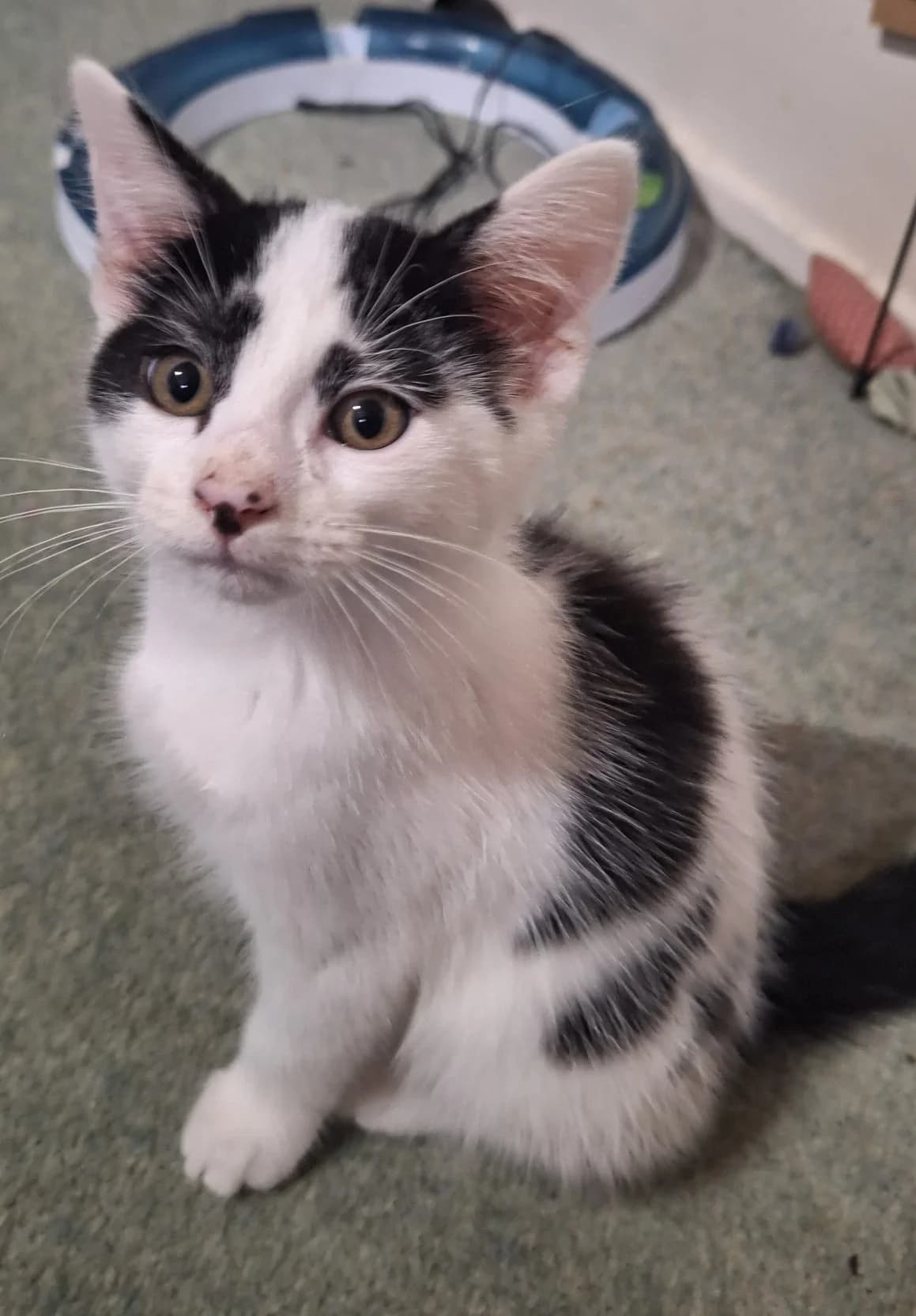Anthos and Porthos, male puppy Mixed Breed for adoption at The Cats Whiskers Rescue (East Herts)