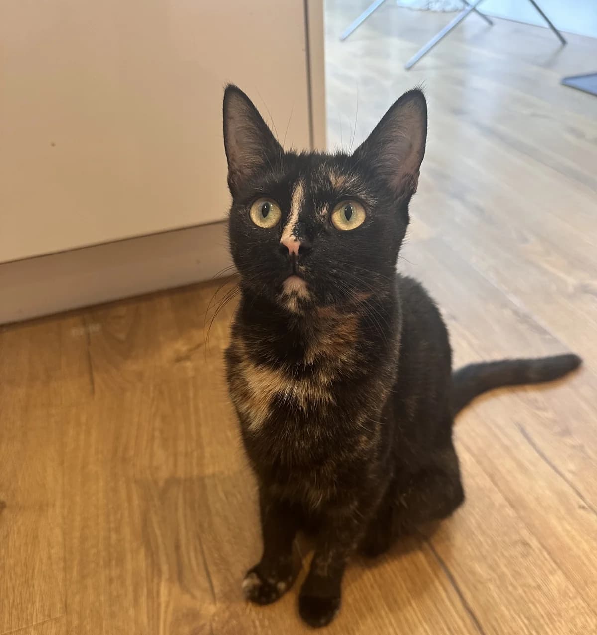 Luna, female puppy Mixed Breed for adoption at The Cats Whiskers Rescue (East Herts)