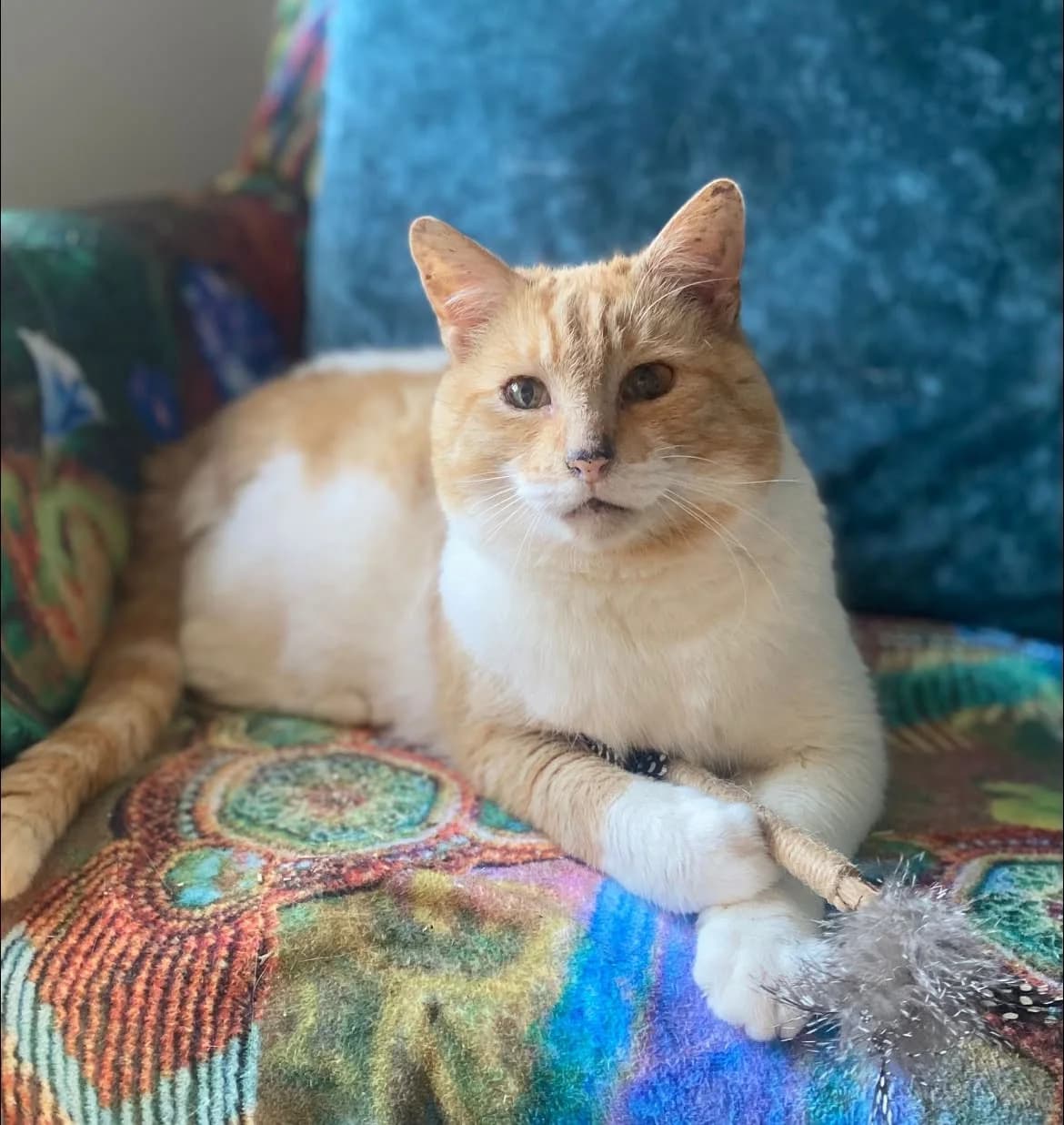 Logan, male Mixed Breed for adoption at The Cats Whiskers Rescue (East Herts)