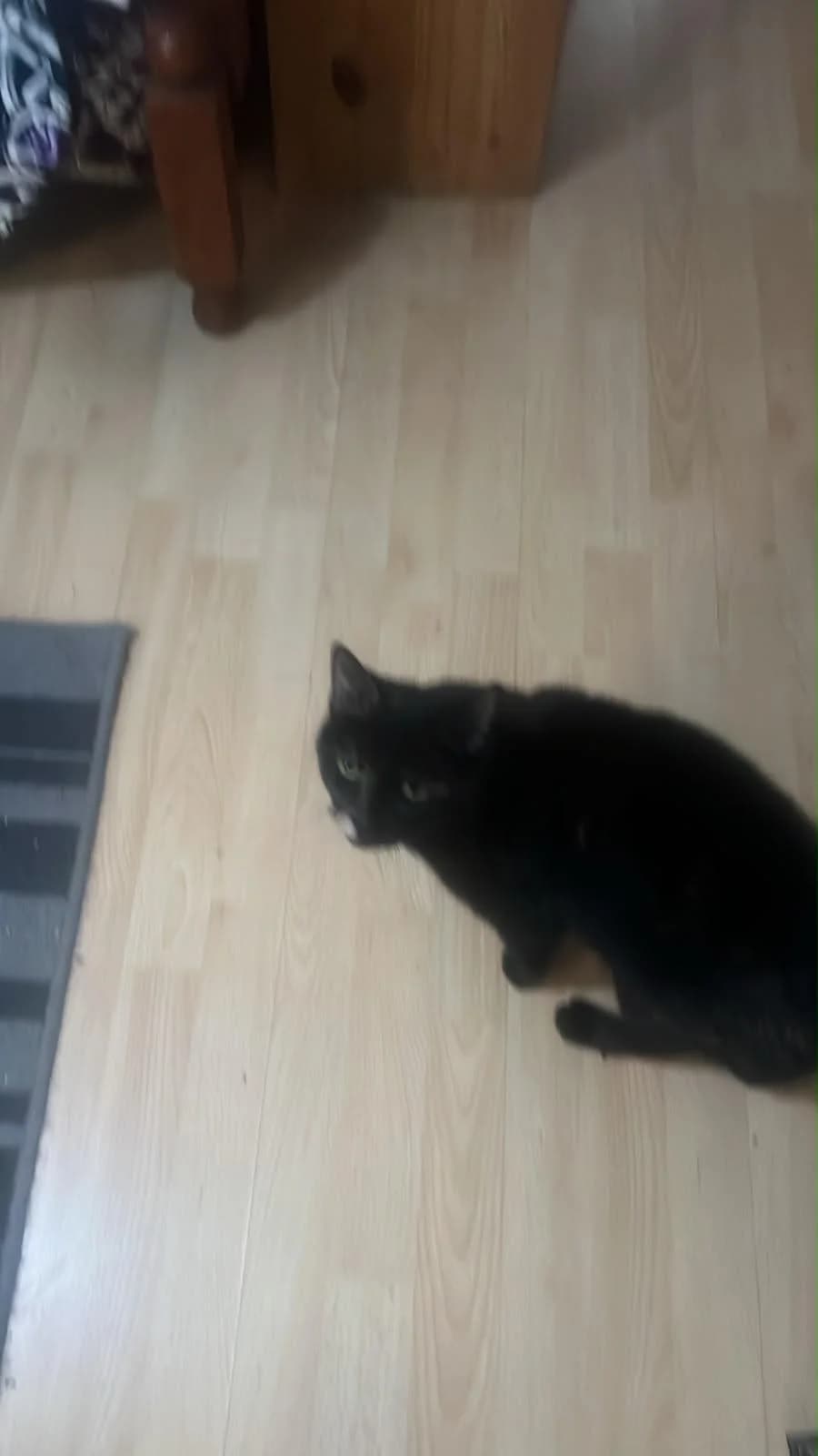 Mila – cat in urgent need of a home as owner died, 4yo Mixed Breed for adoption at The Cats Whiskers Rescue (East Herts)