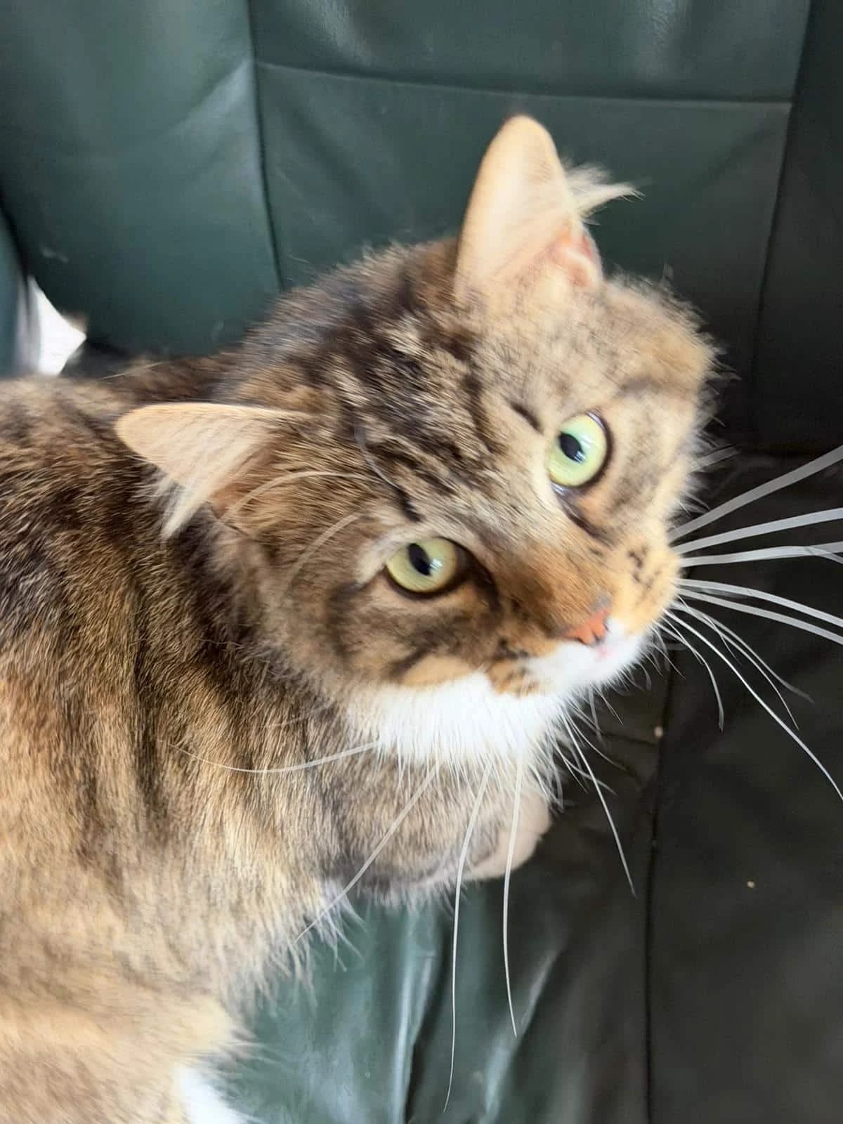 Jax, male Mixed Breed for adoption at Cats in Crisis Lincoln