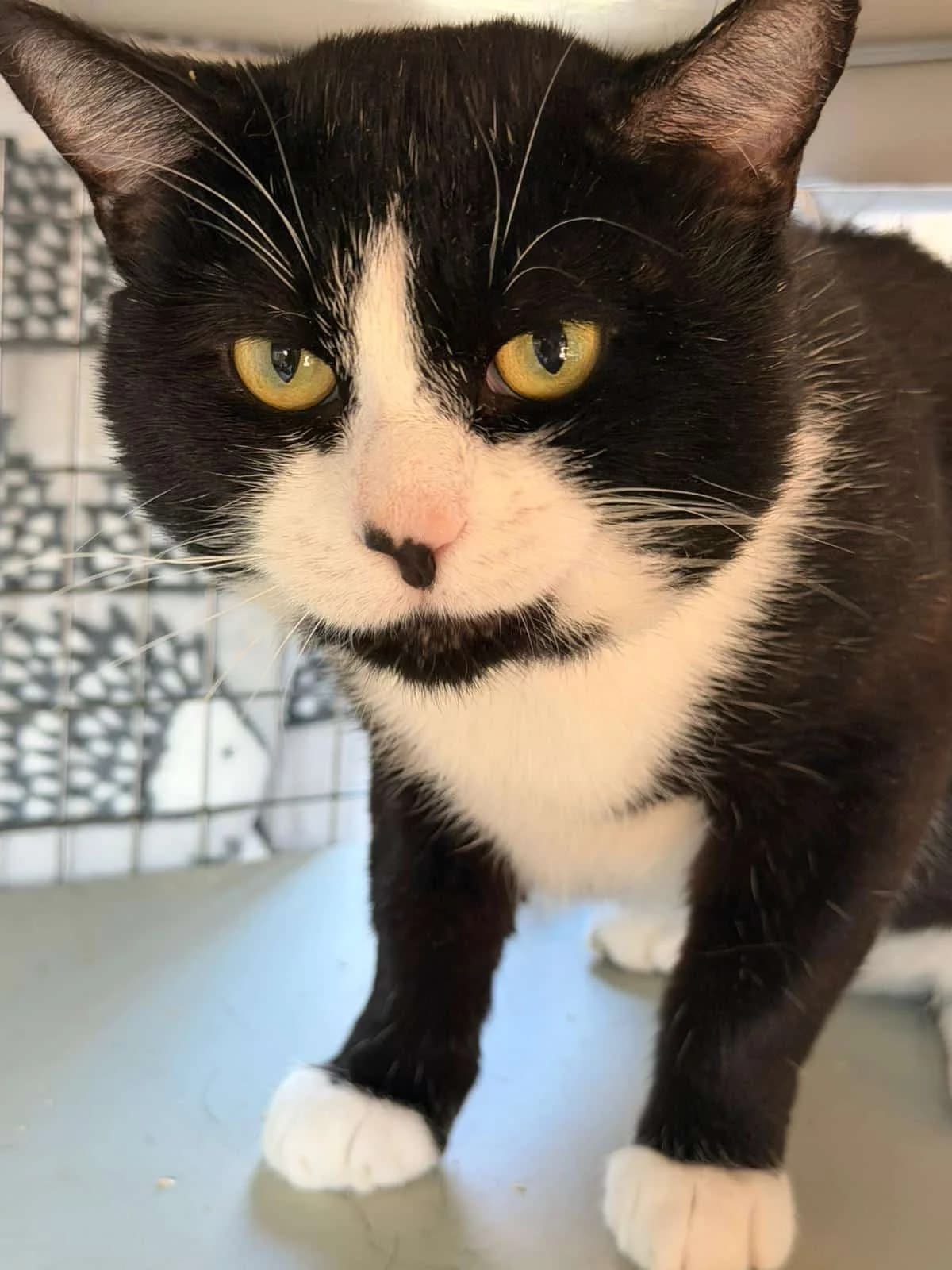 Jester, male Mixed Breed for adoption at Cats in Crisis Lincoln
