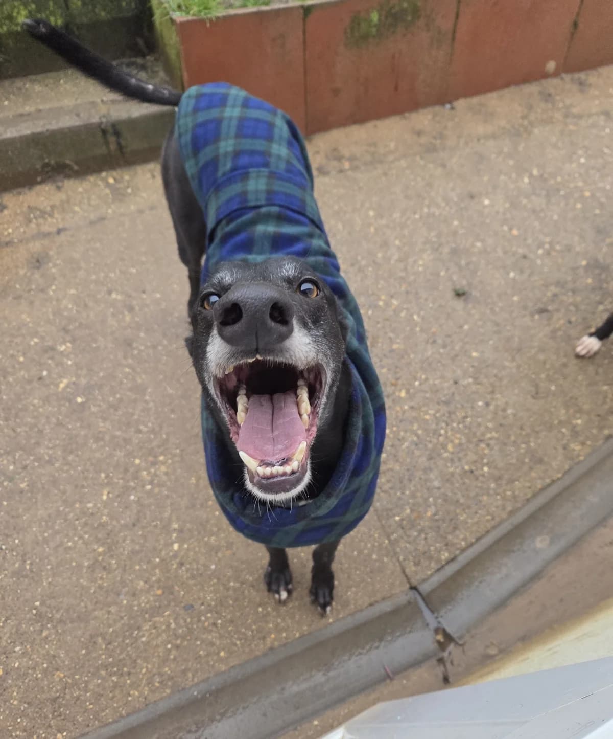 Arnie, male 4yo Greyhound for adoption at description