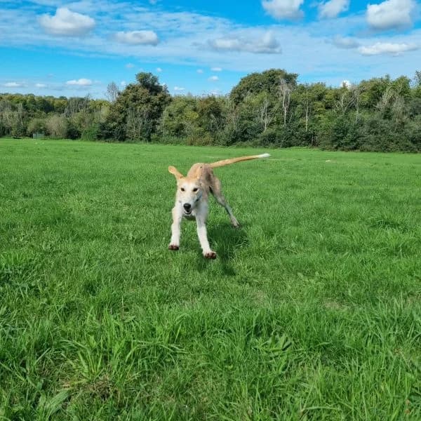 Clifford, male young Lurcher for adoption at description