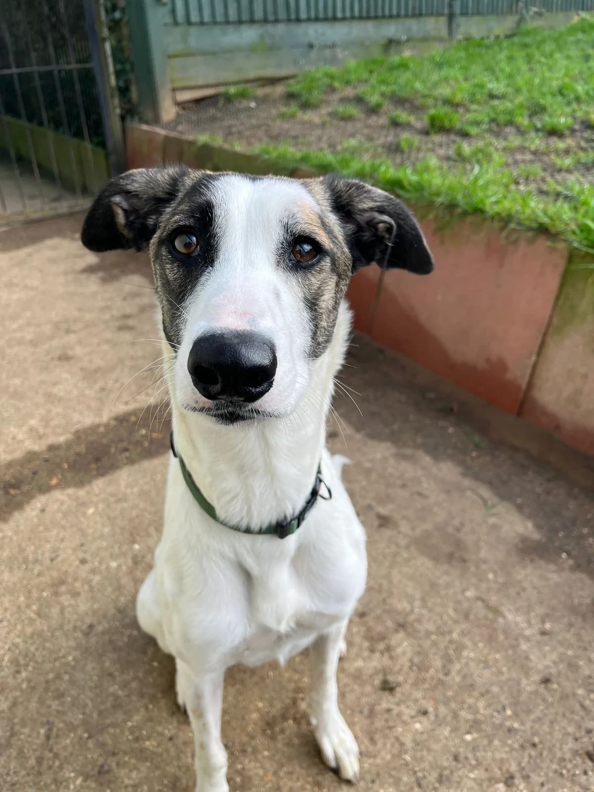 Flora, female young Lurcher for adoption at description