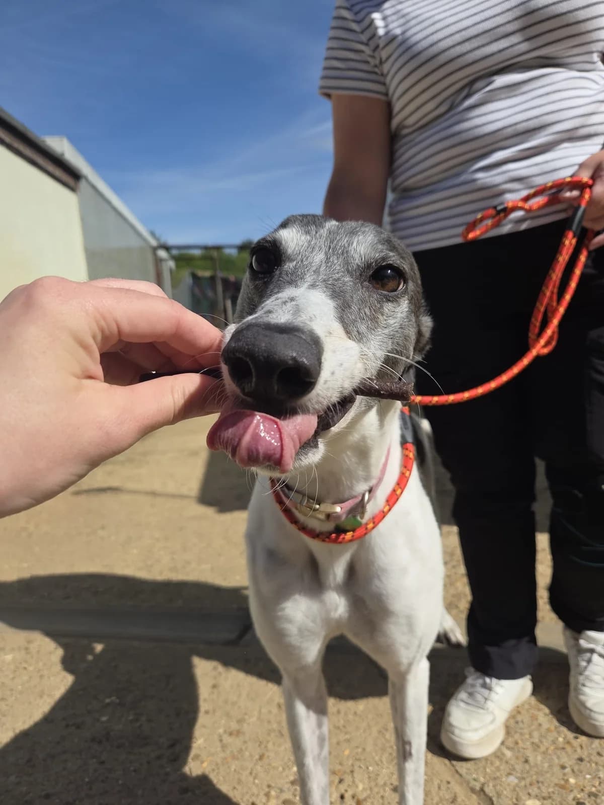 Hattie, female 5yo Greyhound for adoption at description