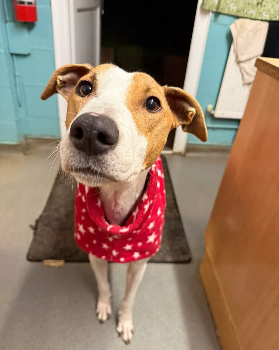 Lola, female 3yo mixed breed for adoption at description