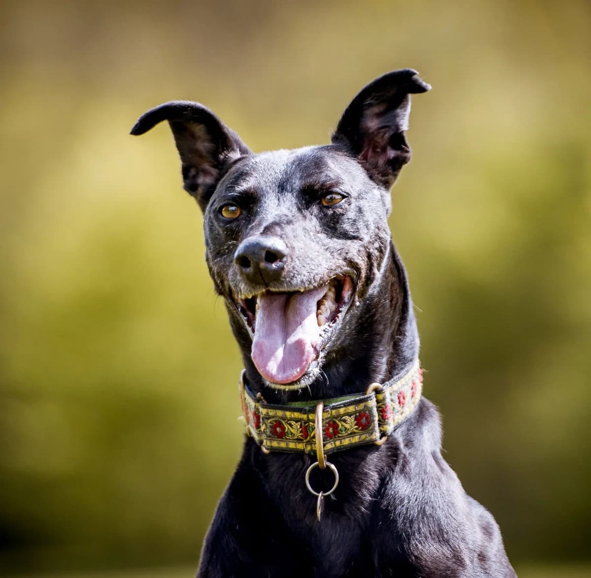 (Mally), male Lurcher for adoption at description