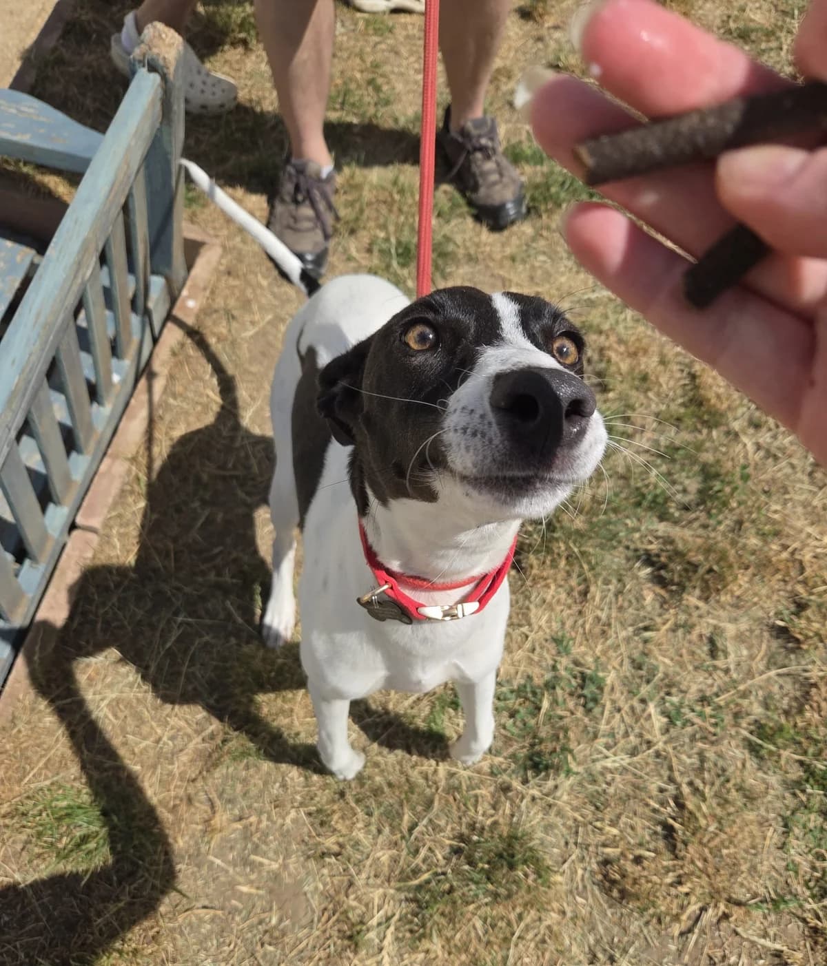 Moe, male puppy Lurcher for adoption at description