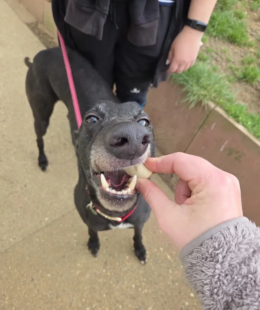 Monty, male 6yo Greyhound for adoption at description
