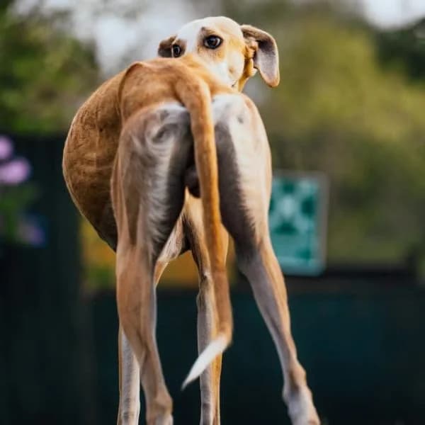 Nelson, male young Lurcher for adoption at description