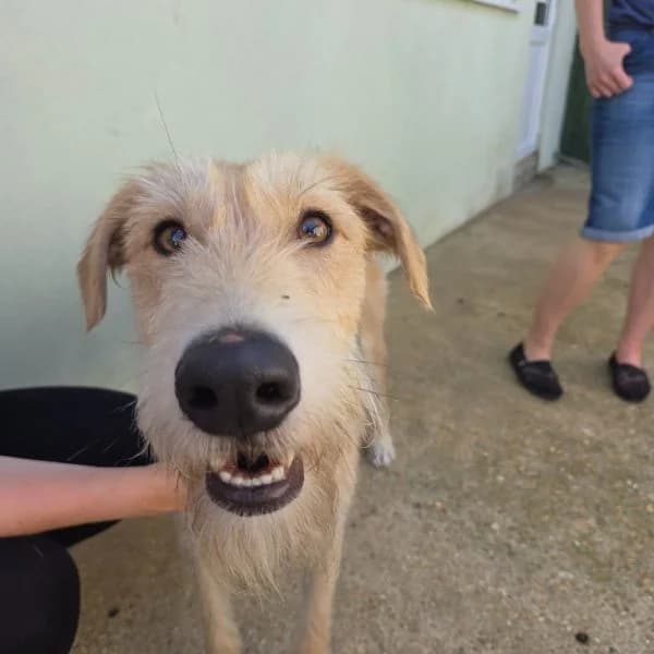 Nigel, male young Lurcher for adoption at description