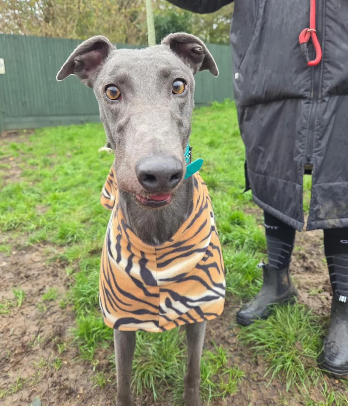 Pablo, male young Greyhound for adoption at description