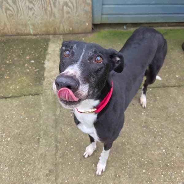 Reggie, male 6yo Greyhound for adoption at description
