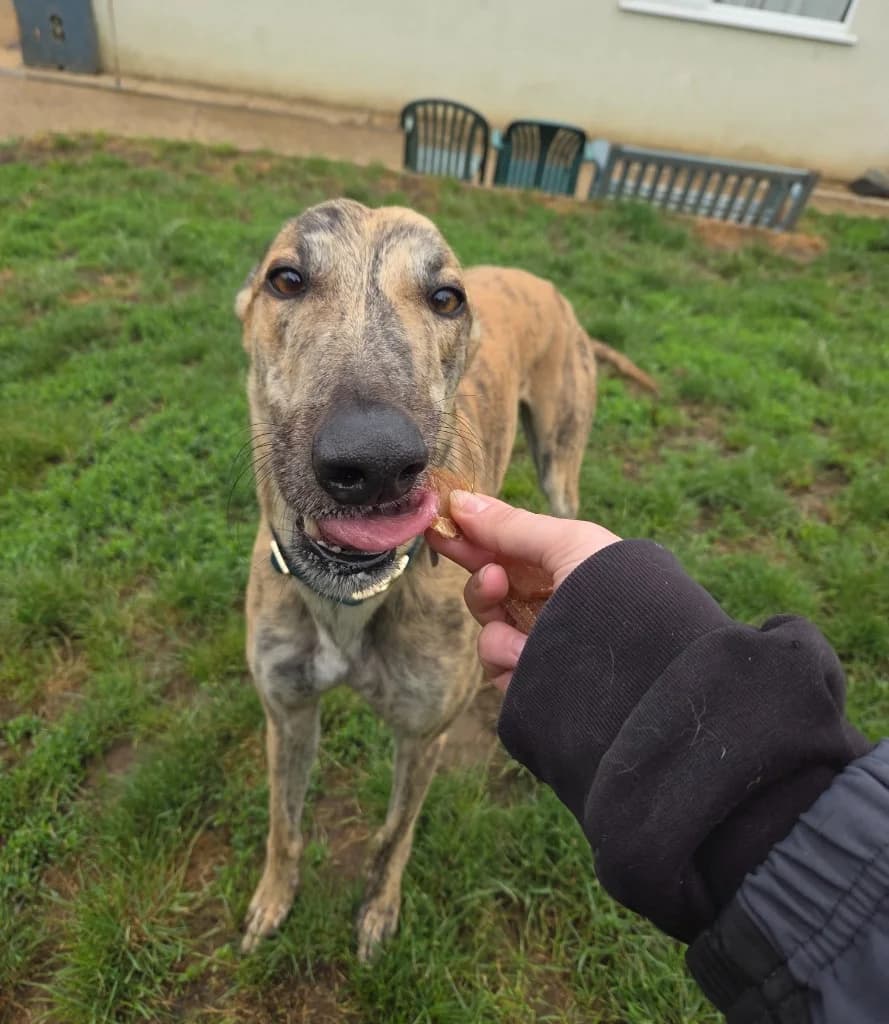 Rodeo, male 4yo Greyhound for adoption at description