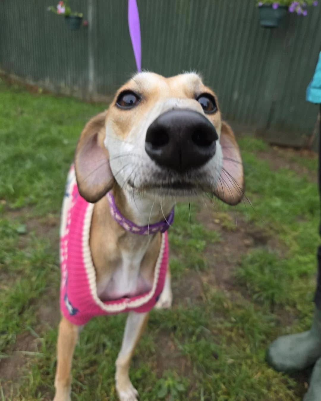 Suki, female young Lurcher for adoption at description