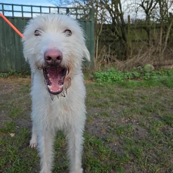 Woodstock, male young Lurcher for adoption at description