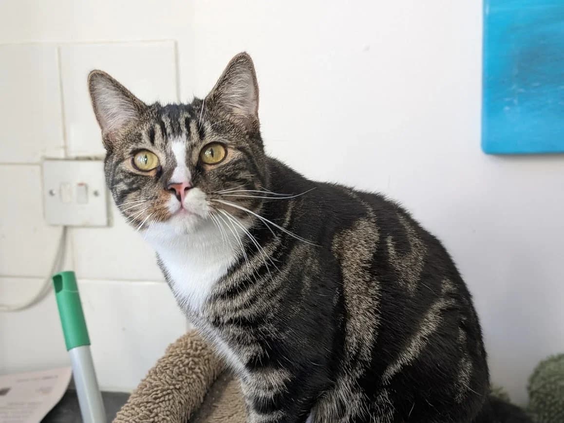 Athena, Maddie and Evan, female Mixed Breed for adoption at Celia Hammond Animal Trust
