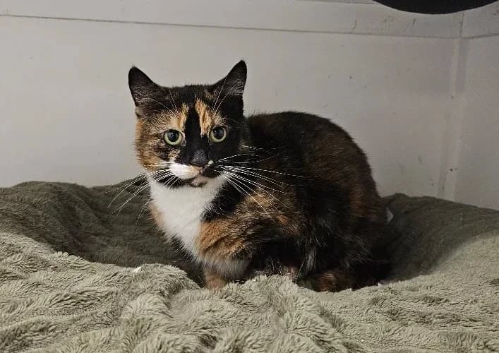 Bluebell, Jasmin and Billy – PRIORITY!, female Mixed Breed for adoption at Celia Hammond Animal Trust