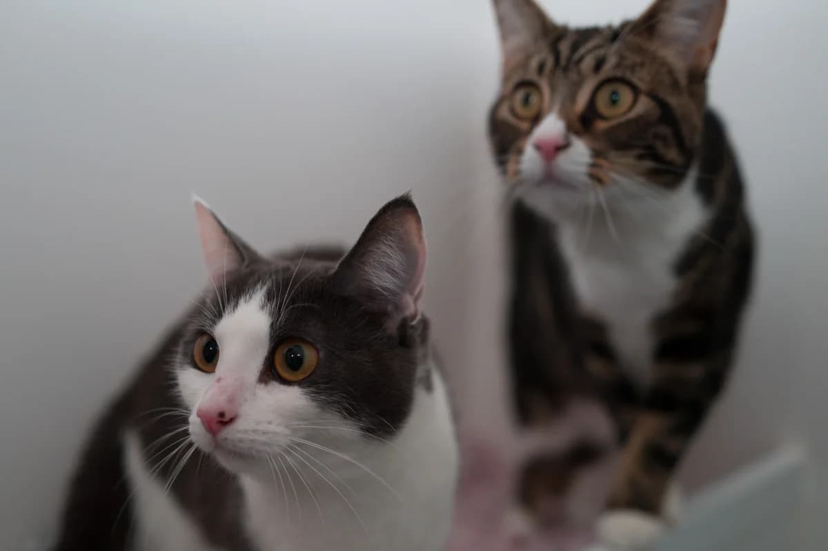 celia hammond animal trust, Mixed Breed for adoption at Celia Hammond Animal Trust