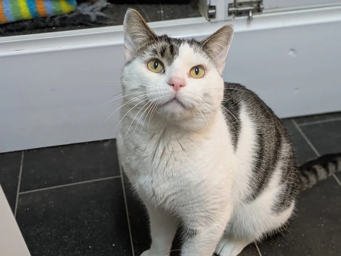 Dido and Michlu, male Mixed Breed for adoption at Celia Hammond Animal Trust