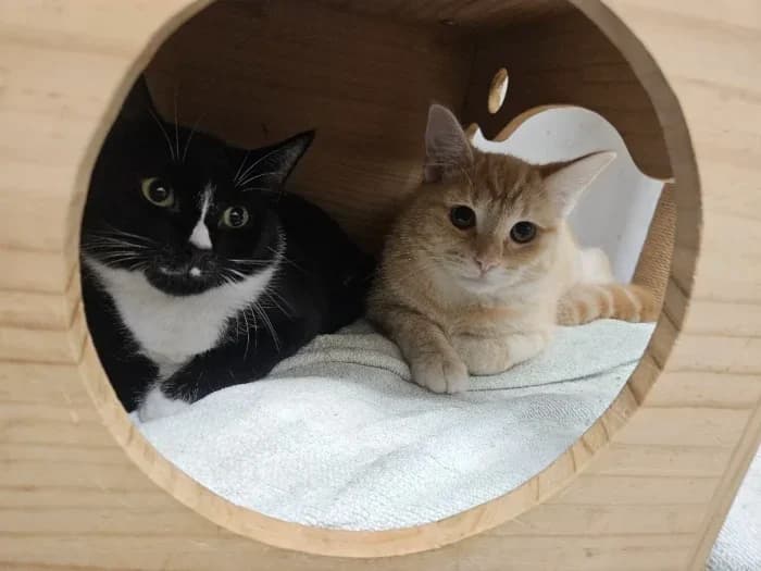 Six young cats……, Mixed Breed for adoption at Celia Hammond Animal Trust