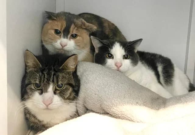 Feral and semi-feral cats, Mixed Breed for adoption