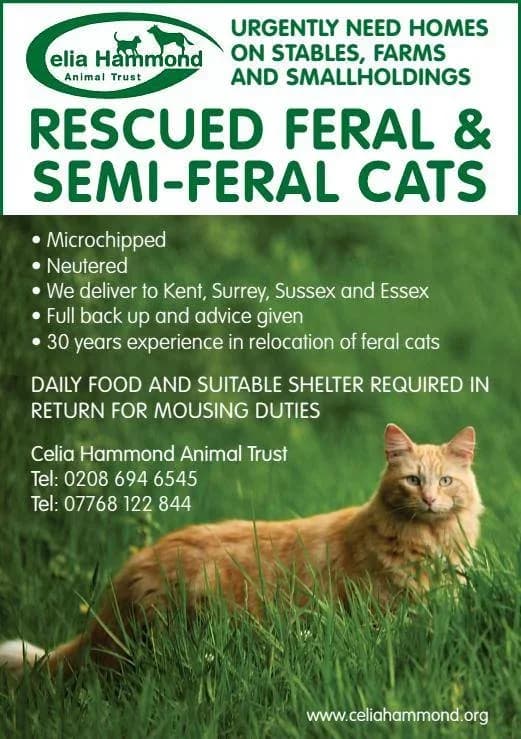 Feral and semi-feral cats, Mixed Breed for adoption at Celia Hammond Animal Trust