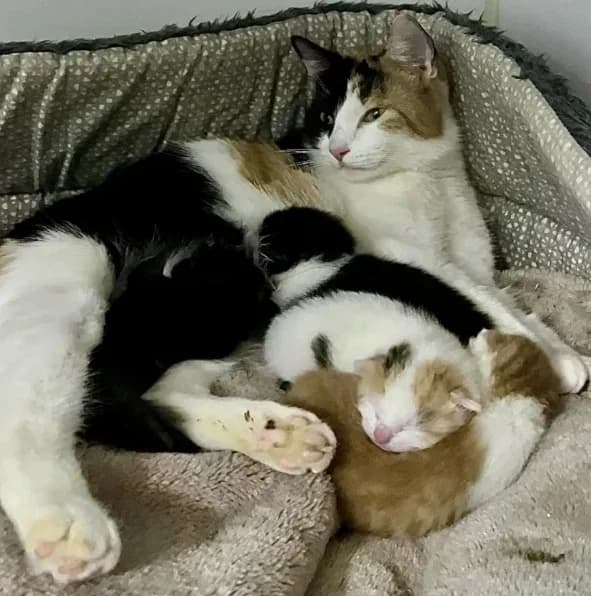 Kitten Season, Mixed Breed for adoption