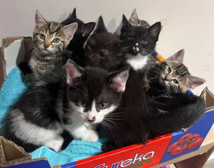 Kitten Season, Mixed Breed for adoption