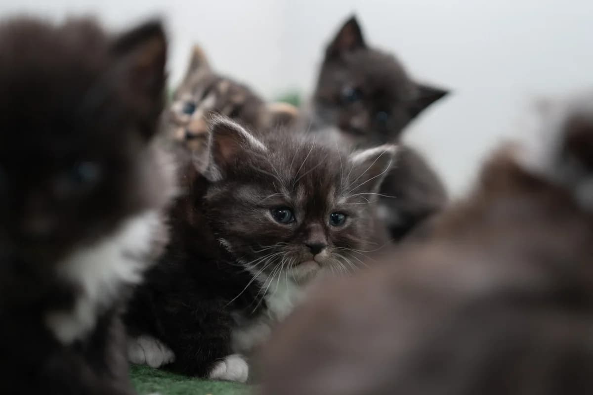 This family have now found lovely homes, female Mixed Breed for adoption at Celia Hammond Animal Trust