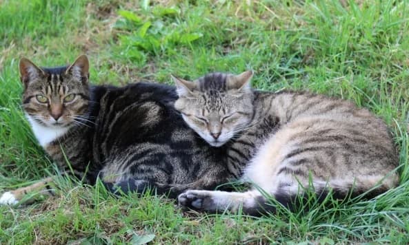 Semi-feral cats, Mixed Breed for adoption at Celia Hammond Animal Trust