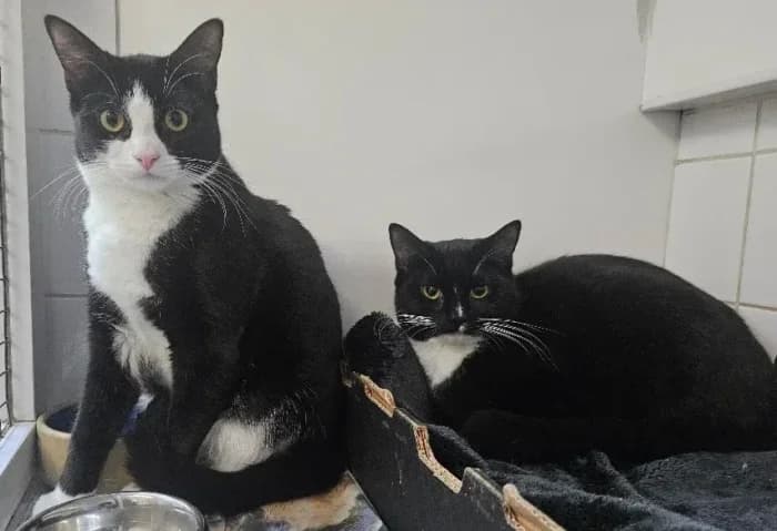 Jasper and Ziggy, Mixed Breed for adoption at Celia Hammond Animal Trust