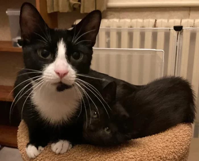 Tinkerbelle, Smudge and kitten – PRIORITY!!, female Mixed Breed for adoption at Celia Hammond Animal Trust